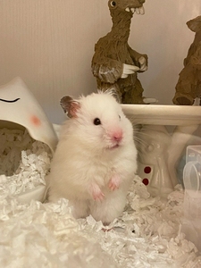 (55一只长毛白熊包邮到家)仓鼠金狐家养小仓鼠仓鼠宠物繁殖进