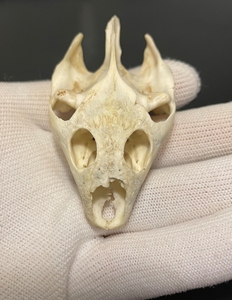 甲鱼头老鳖头标本超大甲鱼头骨,尺寸40*76*24,自家吃剩