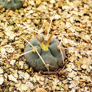 单棵装 仙人球 光琳玉 1.2以上厘米 实生裸萼球 多肉植物