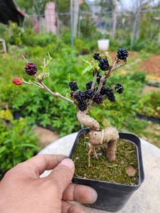 一物一拍 掌中宝姬果桑 日本小叶果桑 掌上造型盆景 姬桑微型