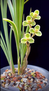 zmj0420淘宝促销价兰花建兰【金边小桃红】春兰蕙兰寒兰春剑菖蒲四