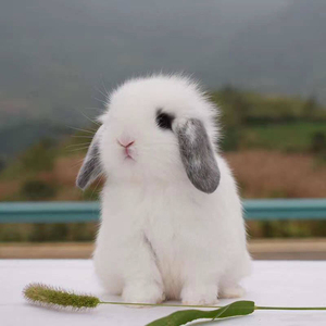 迷你侏儒兔活体凤眼海棠长不大小型茶杯兔宿舍宠物垂耳兔子活物