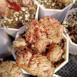 蓝安娜火焰杯缀化秋晏缀化精控多肉缀化,九公分盆口,8.5元一