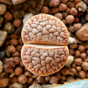 000人付款淘宝生石花/曲玉/拿铁曲/nauchas/zhangyujian413245.