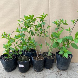 3棵包邮圆锥绣球木本香草草莓石灰灯夏日美人草莓冰沙耐寒耐热庭