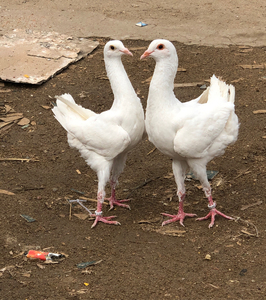 马耳他#观赏鸽#世界上最大的鸽子