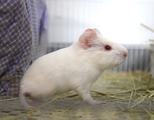 酱汁余淘宝短逆荷兰猪 逆毛猪 刚刚满月来家长接走呀0人付款499.