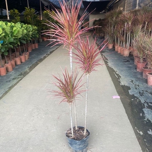 龙血树多头龙铁