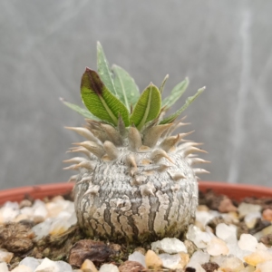 惠比大黑 夹竹桃科 多肉植物 惠比须大黑 庭院绿植盆栽花卉