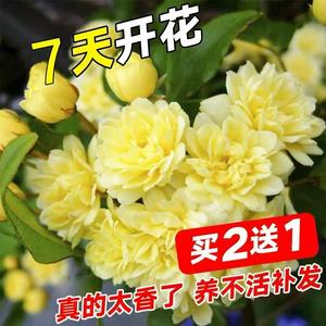 甜蜜红木香黄木香花苗四季浓香花卉七里香爬藤植物阳台庭院花盆栽