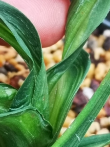蕙兰水晶龙