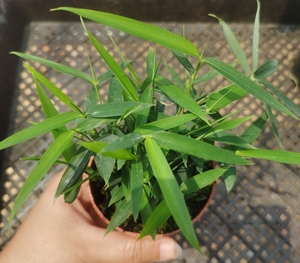 四国矮竹散生竹子非常好养日本姬竹盆景屋久岛竹四国矮竹盆栽迷你