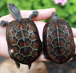 【捡漏】一对情侣6公分中华草龟15.8包邮 活物宠物乌龟水龟