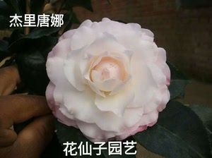 杰里唐娜茶花