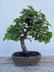 日本花梨盆景 木瓜盆景