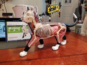 4D MASTER动物黑白猫器官解剖拼装玩具模型摆件 医学教