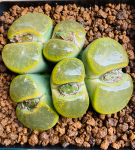 绿紫勋生石花 透窗绿紫薰 大窗 母本