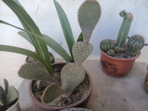 长颈海狸鼠尾团扇 稀有品种 下为一片价格