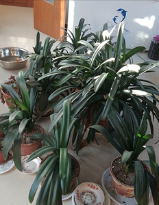 青岛大叶君子兰正不正宗自己看吧,家里太多了,寒流合盆好几颗