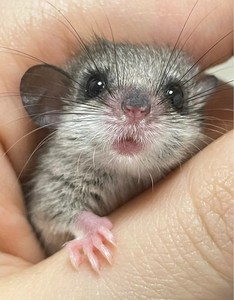 睡鼠拇指鼠西班牙睡鼠体型小学生党也适合入手公母都有_阿里巴巴找货