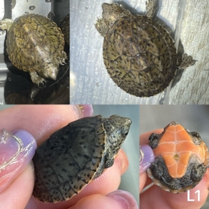 l1纯老版 巨头蛋龟苗 公温孵化