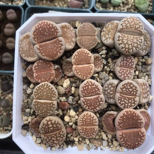 生石花pp 网纹寿丽 黄金线c63b c63b.四年,尺寸对