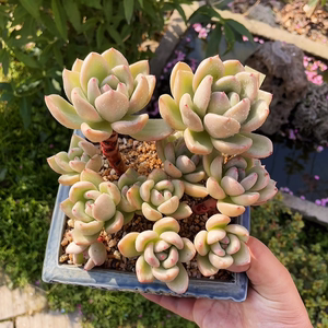 多肉植物奶油鳄梨群生老桩一物一拍