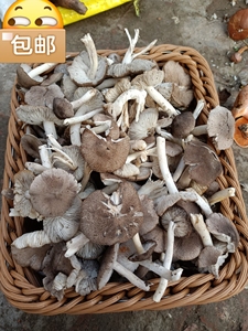 野生小鸡枞,小灰蘑,草蘑,东北特产蘑菇,干品性价比高,自然晒