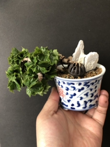 日本龙神爬山虎