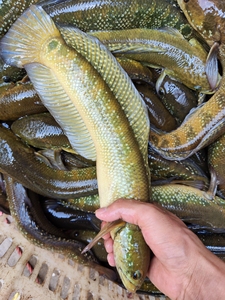 野生七星鱼 花星鱼 珍珠赤雷龙 可食用可观赏 只有少量货,要