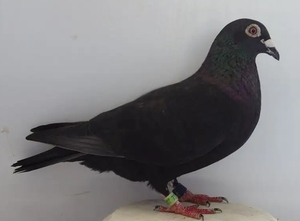 黑色信鸽一对,一公一母也可单卖,地址闽侯南屿或甘蔗,只限同城