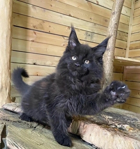 40宠乐宠物店1淘宝俄罗斯巨型缅因猫烟灰色银虎斑棕虎斑纯白黑色