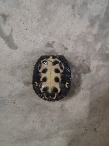 纯种黑颈龟广西
