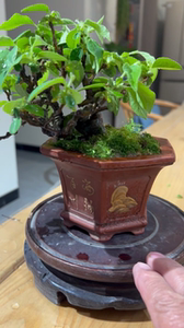 进品日本小精品黄花梨盆景