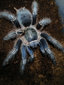 001人付款淘宝哥斯达黎加斑马脚,哥斑,蓝哥斑,已经