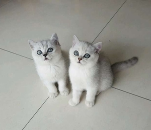 一分买银渐层领养英短免费蓝猫美短加白蓝白银渐层英短蓝猫幼猫英