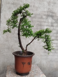 迎春花盆景(小叶迎春)迎春老桩盆景,一本双杆文人树,形态飘逸