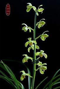 蕙兰名品:陶宝,产自湖北,由江苏吴佳能选育,新品梅瓣的顶级精