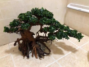 懒人造景鱼缸生命之树,迎客松,造景新手水草莫斯树,巴西树沉木