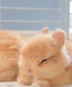 养殖场批发侏儒兔茶杯兔小兔子长不大活体宠物一对情侣不孤单 可