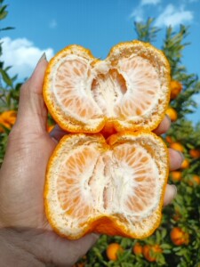 云南山地椪柑甜橘子大理宾川特产柑橘新鲜现摘应季水果整箱_阿里巴巴