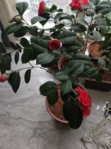 帕克斯苹果茶花