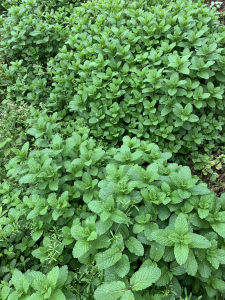 鱼香薄荷鱼香菜一斤一捆,带根可种活