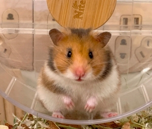 仓鼠虎纹熊自家繁殖