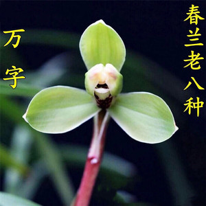 春兰万字兰花苗 重磅来袭全场包邮,任你挑任你选
