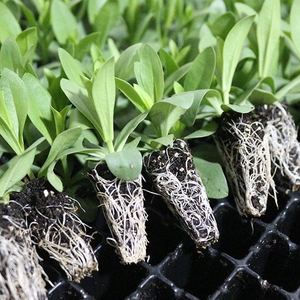 洋桔梗 洋桔梗小苗 洋桔梗花苗 桔梗花苗 四季开花室内外阳台