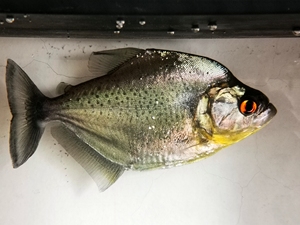 水虎鱼  秘鲁黑食经开自提