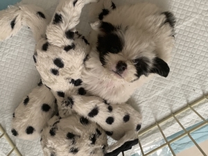 【黑白花贵宾犬】黑白花贵宾犬品牌,价格 - 阿里巴巴