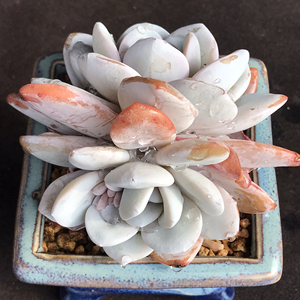 雪莲 双头 老桩 多肉 植物 白莲 邀月仙子 一物一拍,状态