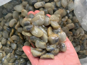 新鲜野生黄泥螺